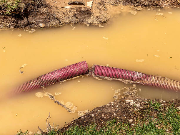 Best Carpet water damage restoration  in Porter, IN
